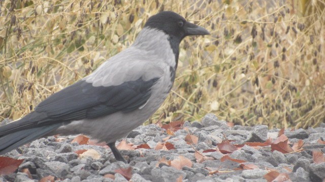 Bele txanoduna - ML646685186