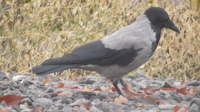 Bele txanoduna - ML646685187