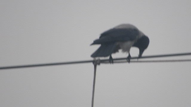 Bele txanoduna - ML646685188