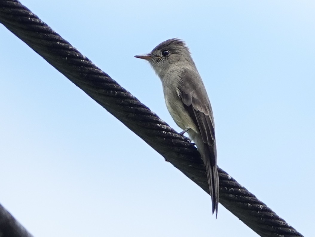Northern Tropical Pewee - ML646685189