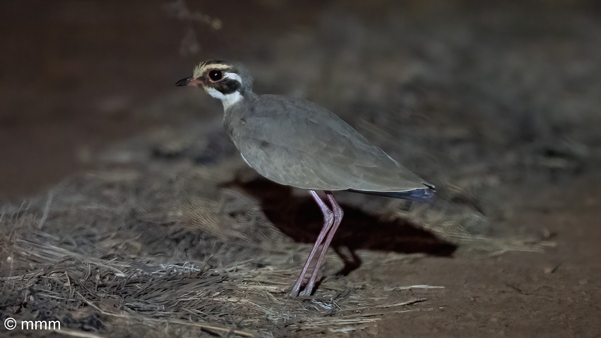 Bronze-winged Courser - ML646685190