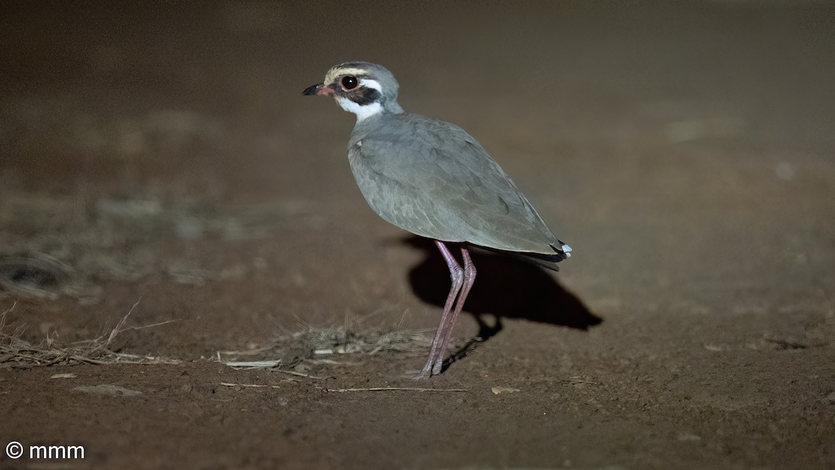 Bronze-winged Courser - ML646685191