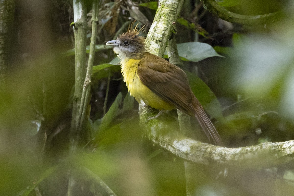 Bulbul flavéole - ML646685201