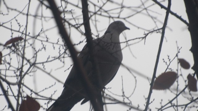 Eurasian Collared-Dove - ML646685251