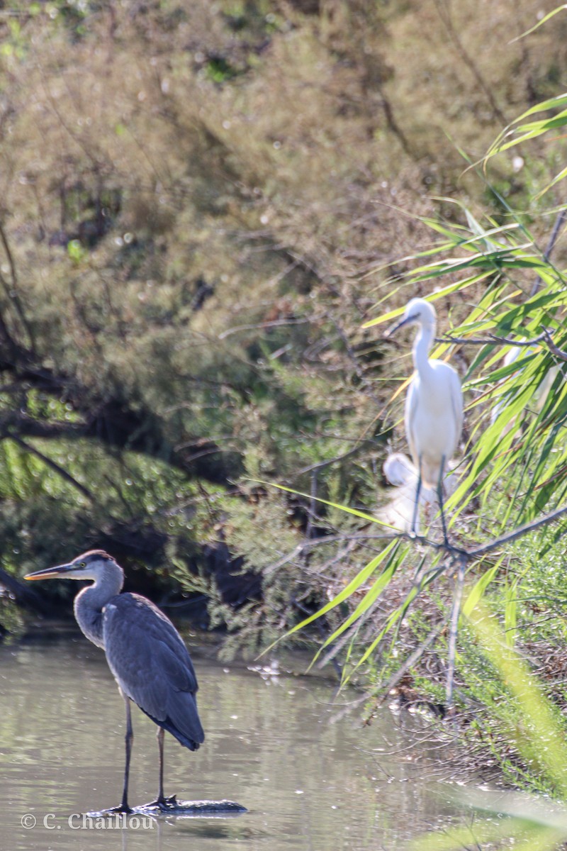 Garceta Común - ML646685253