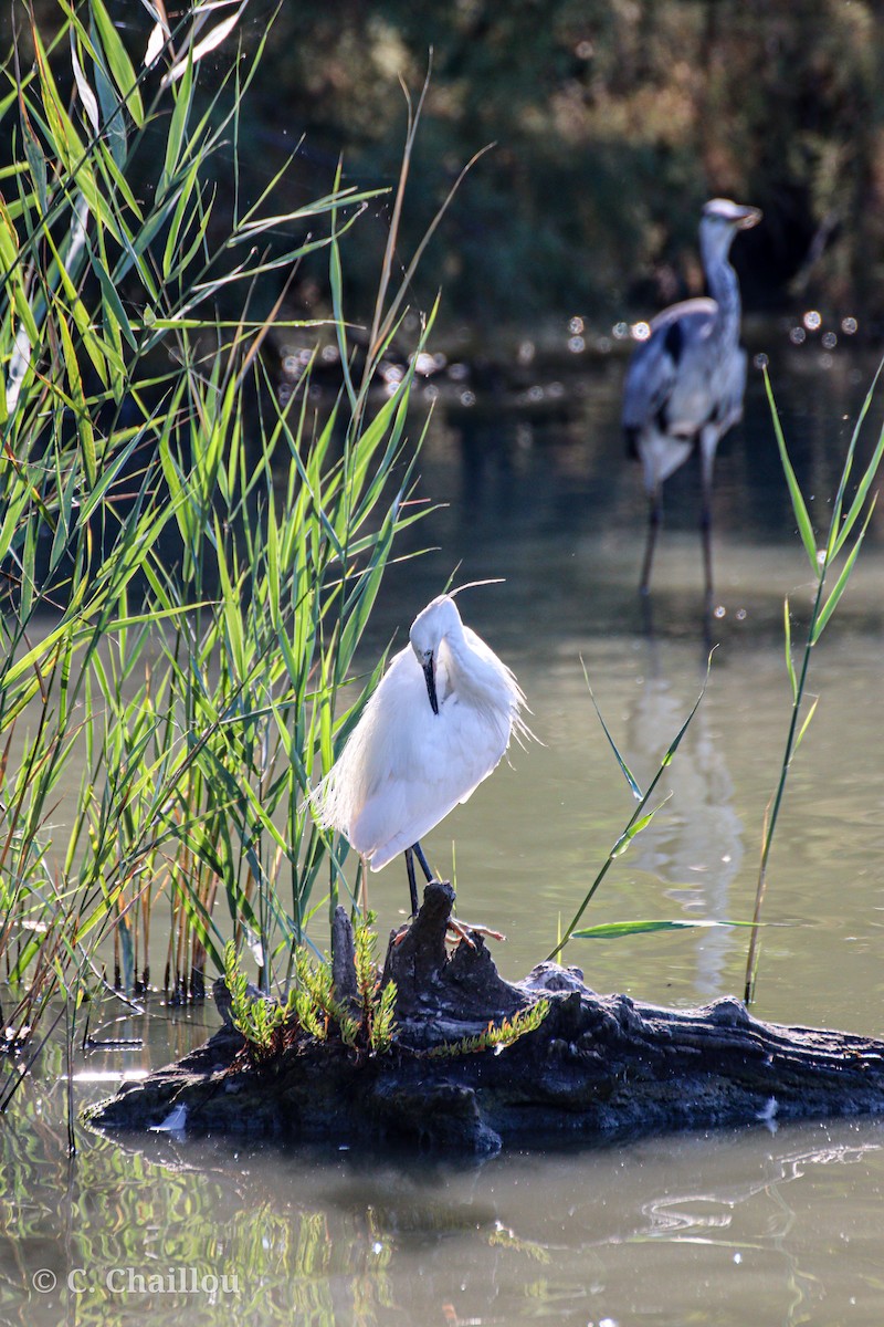Garceta Común - ML646685254