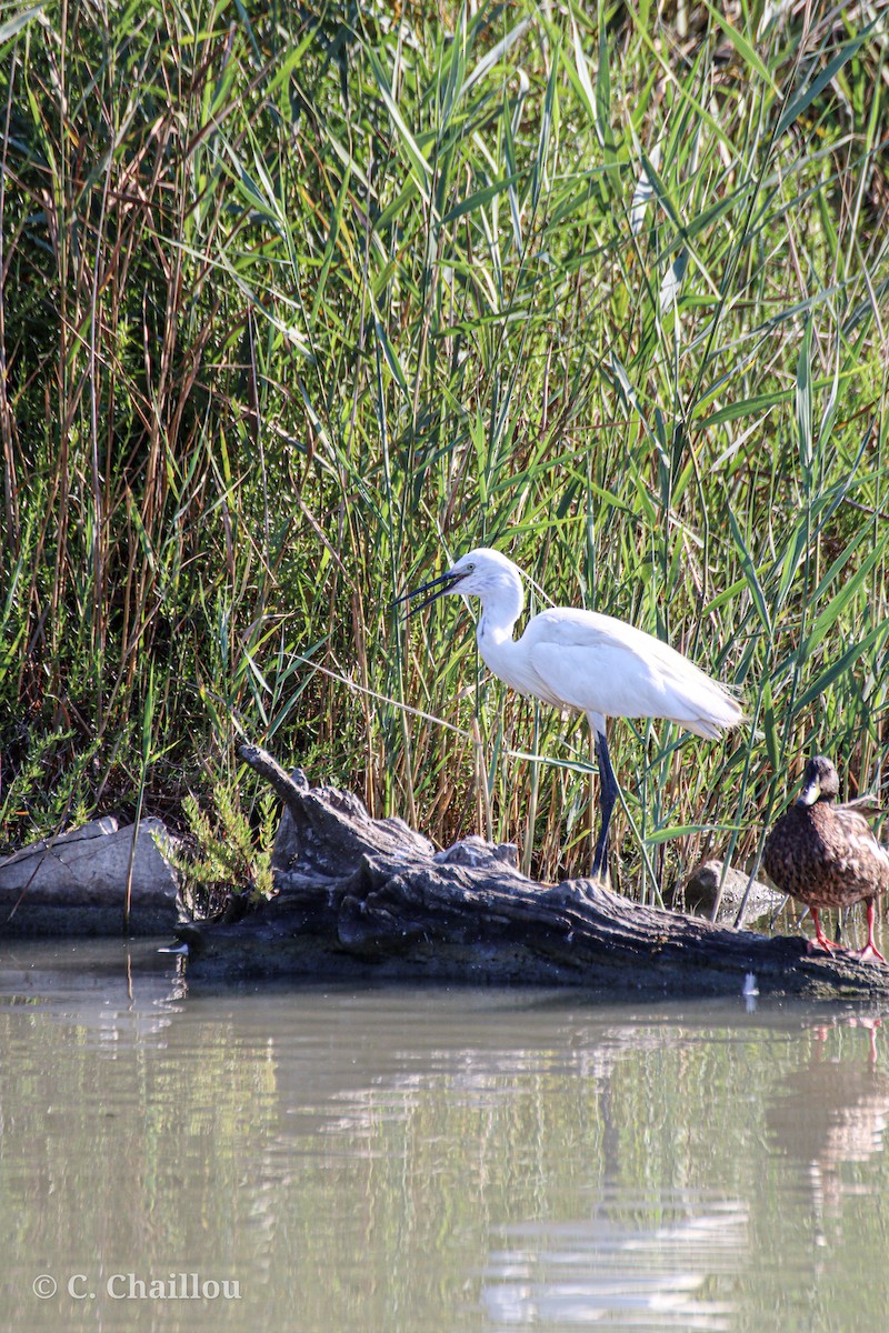Garceta Común - ML646685255