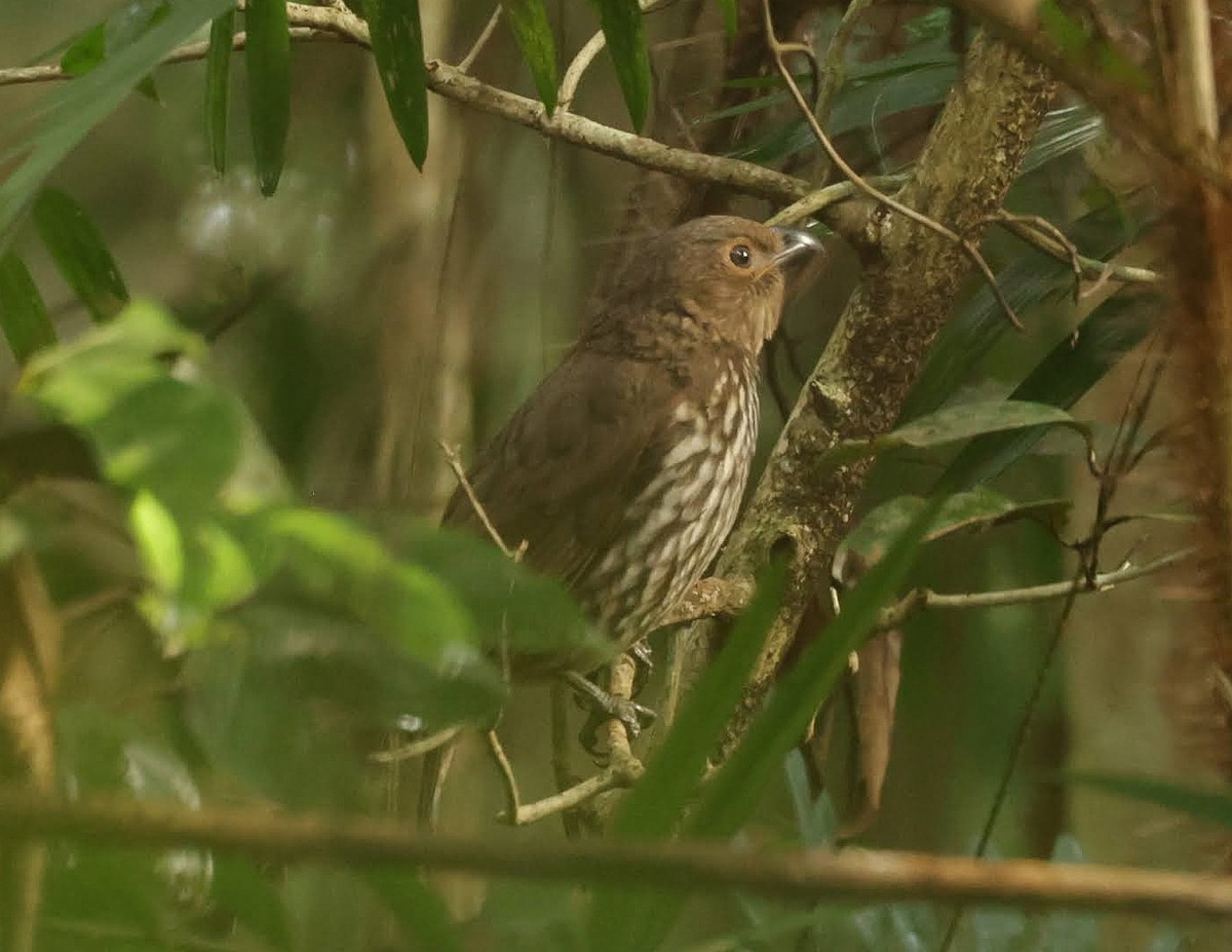 Pergolero Dentado - ML646685256