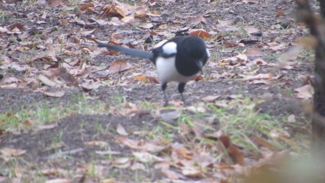 Urraca Común - ML646685257