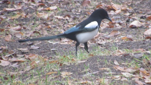 Urraca Común - ML646685258