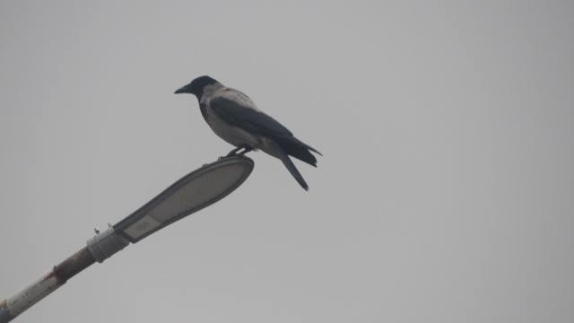 Corneja Cenicienta - ML646685259