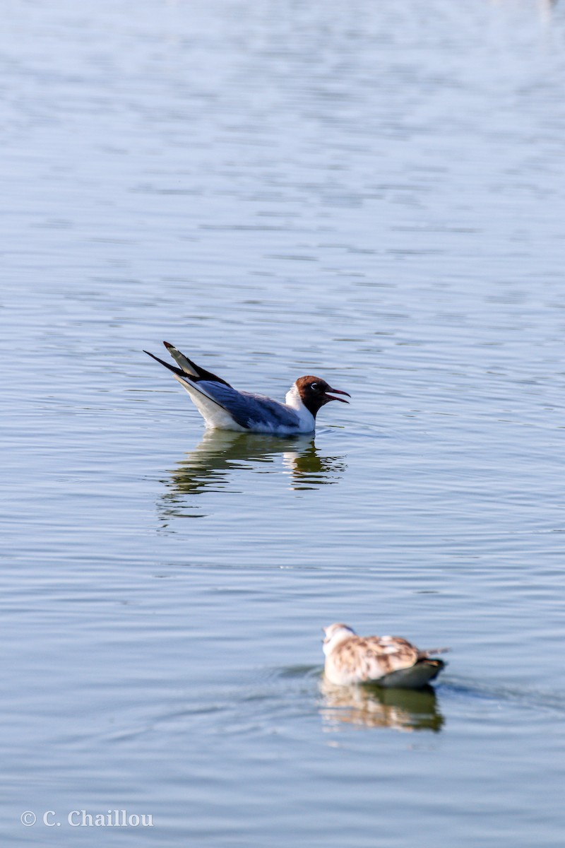 Gaviota Reidora - ML646685264