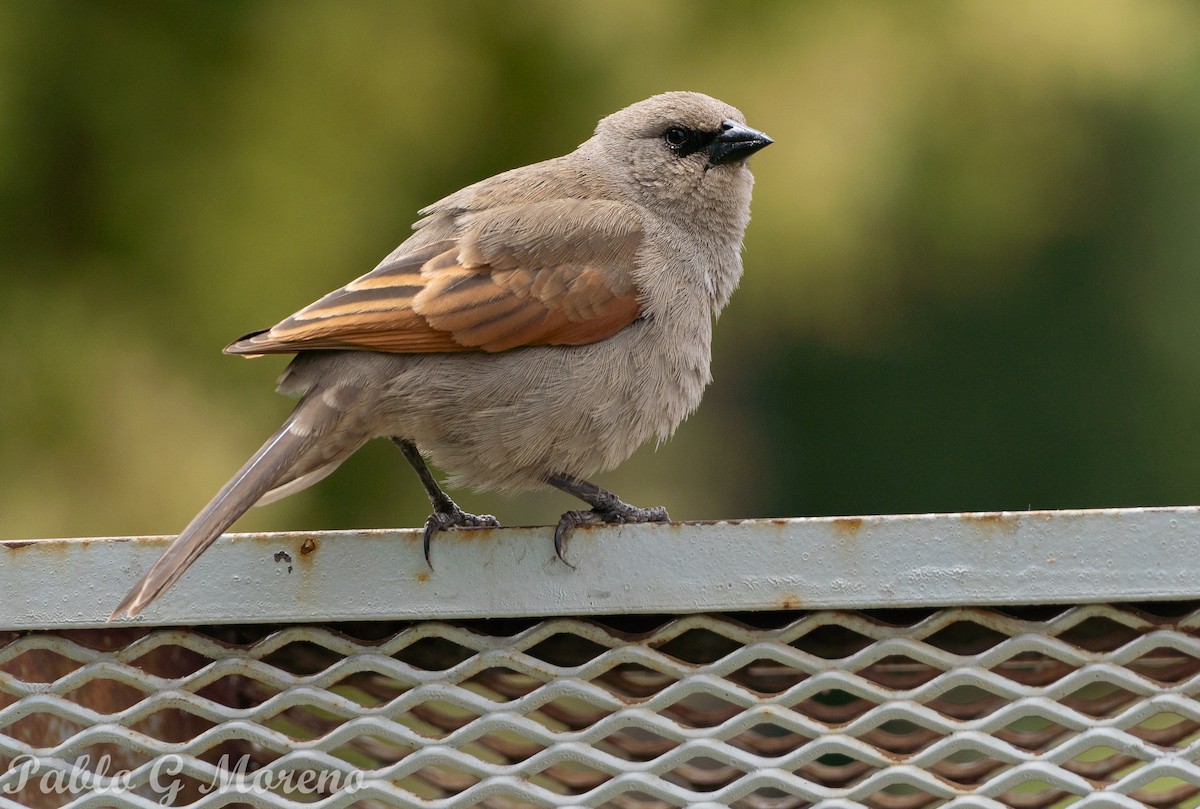 Tordo Músico - ML646685265