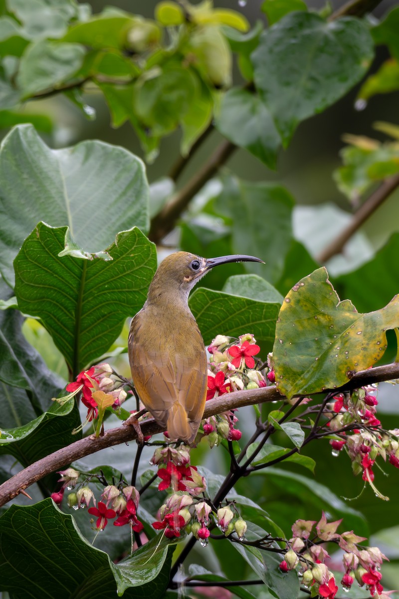 Arañero Caricalvo - ML646685266