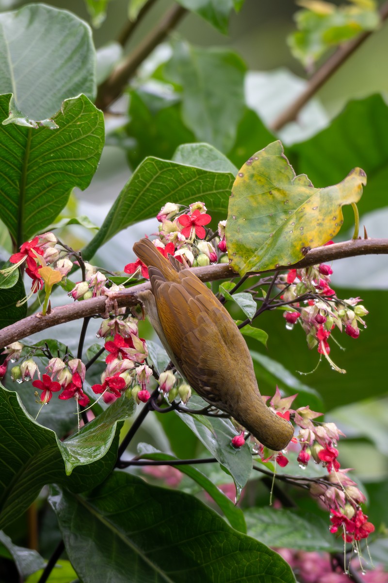 Arañero Caricalvo - ML646685267