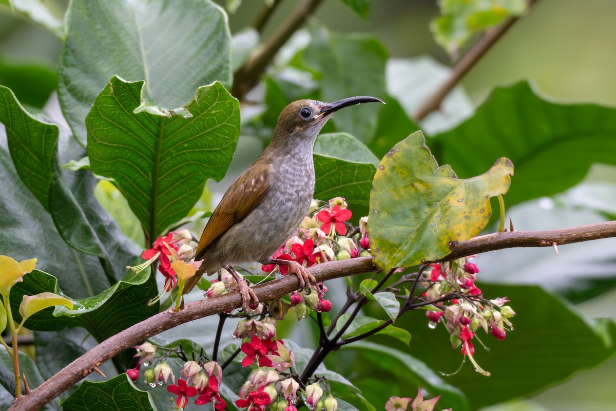 Arañero Caricalvo - ML646685268