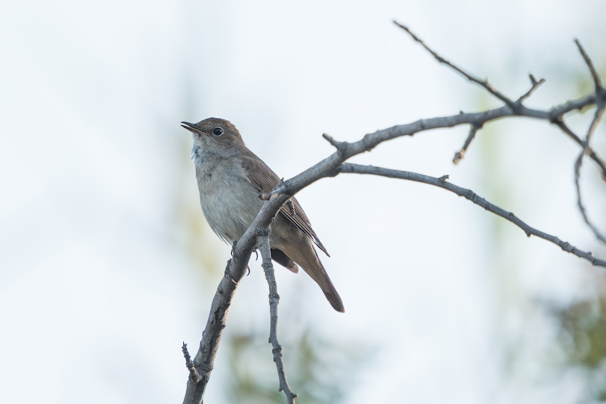 Ruiseñor Común - ML646685269
