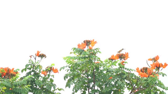 Arañero Caricalvo - ML646685270