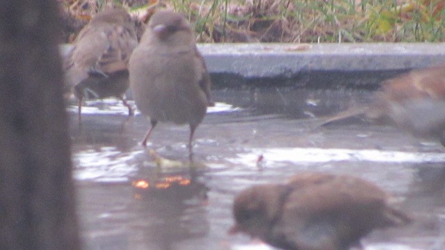 Gorrión Común - ML646685271