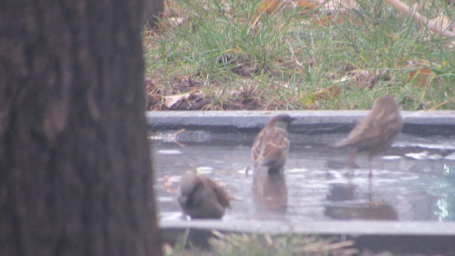Gorrión Común - ML646685272