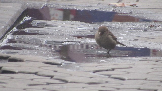 Gorrión Común - ML646685273