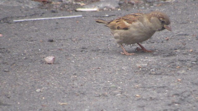 Gorrión Común - ML646685275