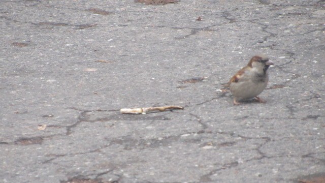 Gorrión Común - ML646685276