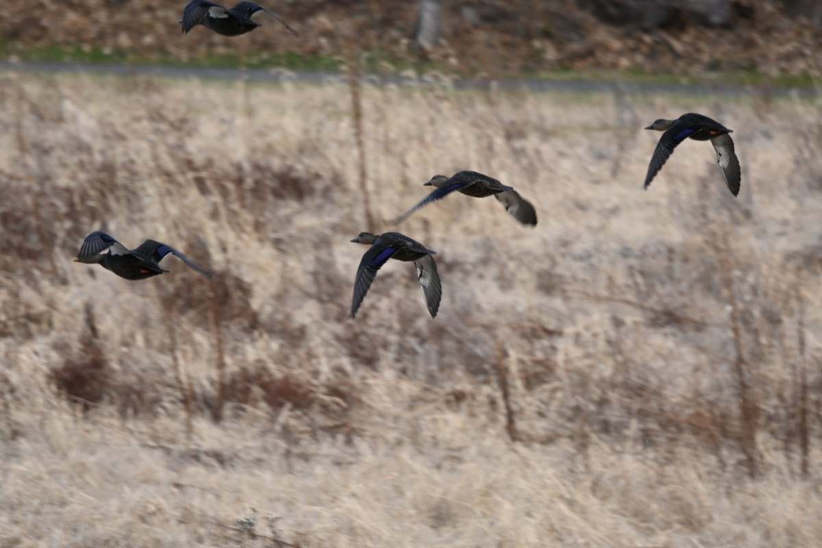 Ánade Sombrío - ML646685279