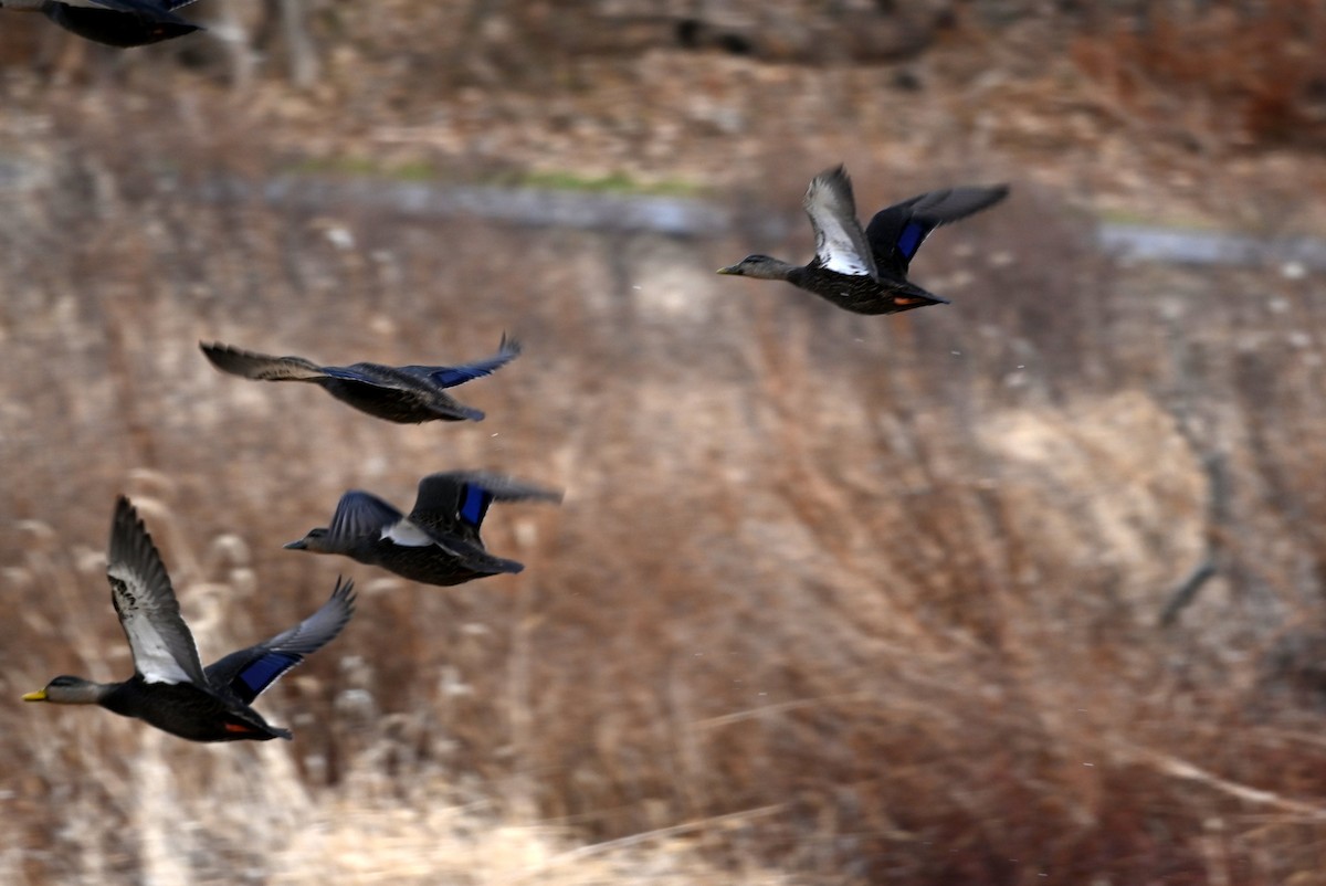 Ánade Sombrío - ML646685280