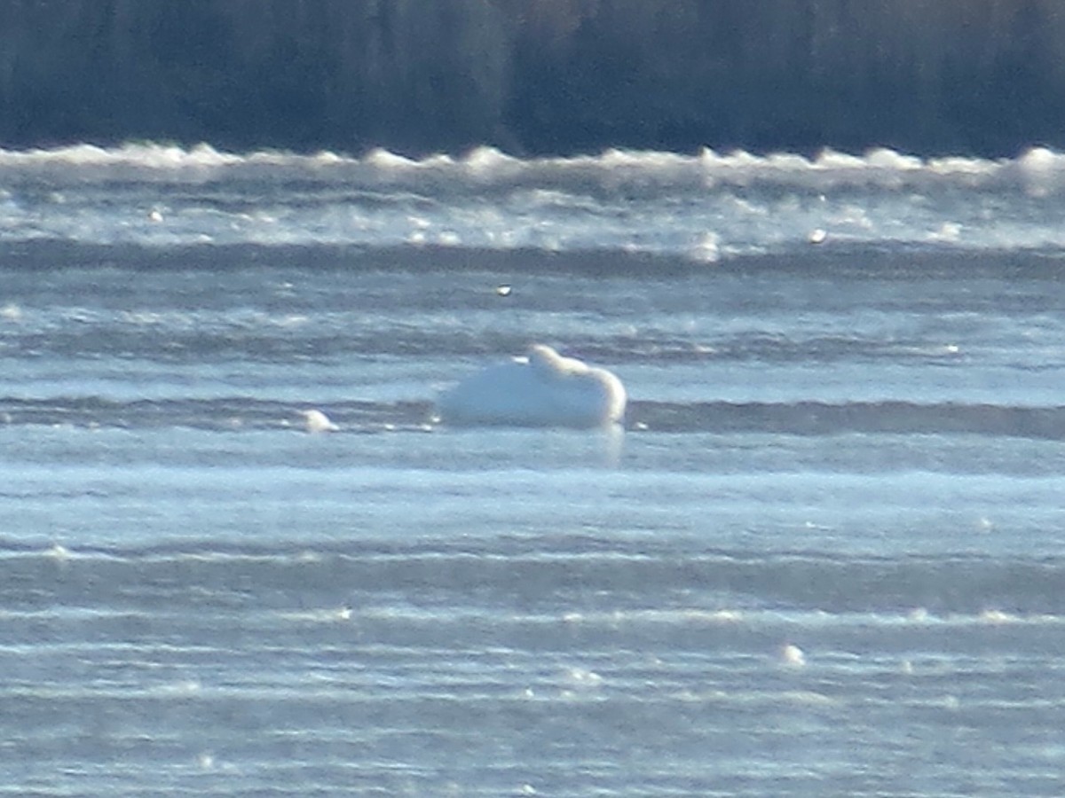 Cisne Chico - ML646685281