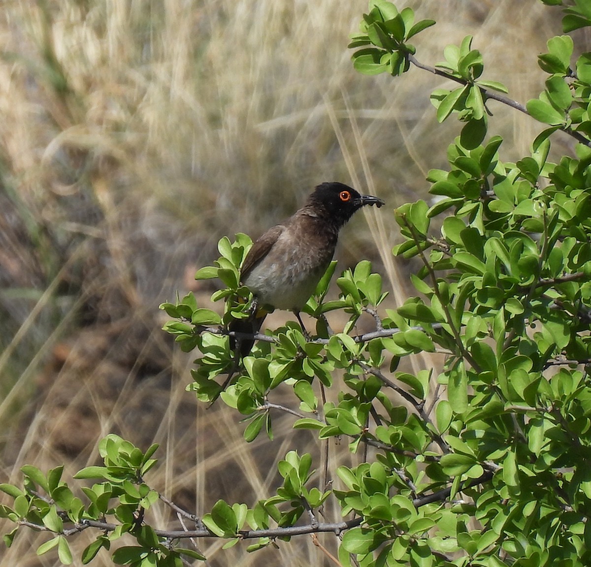 Bulbul Encapuchado - ML646685282