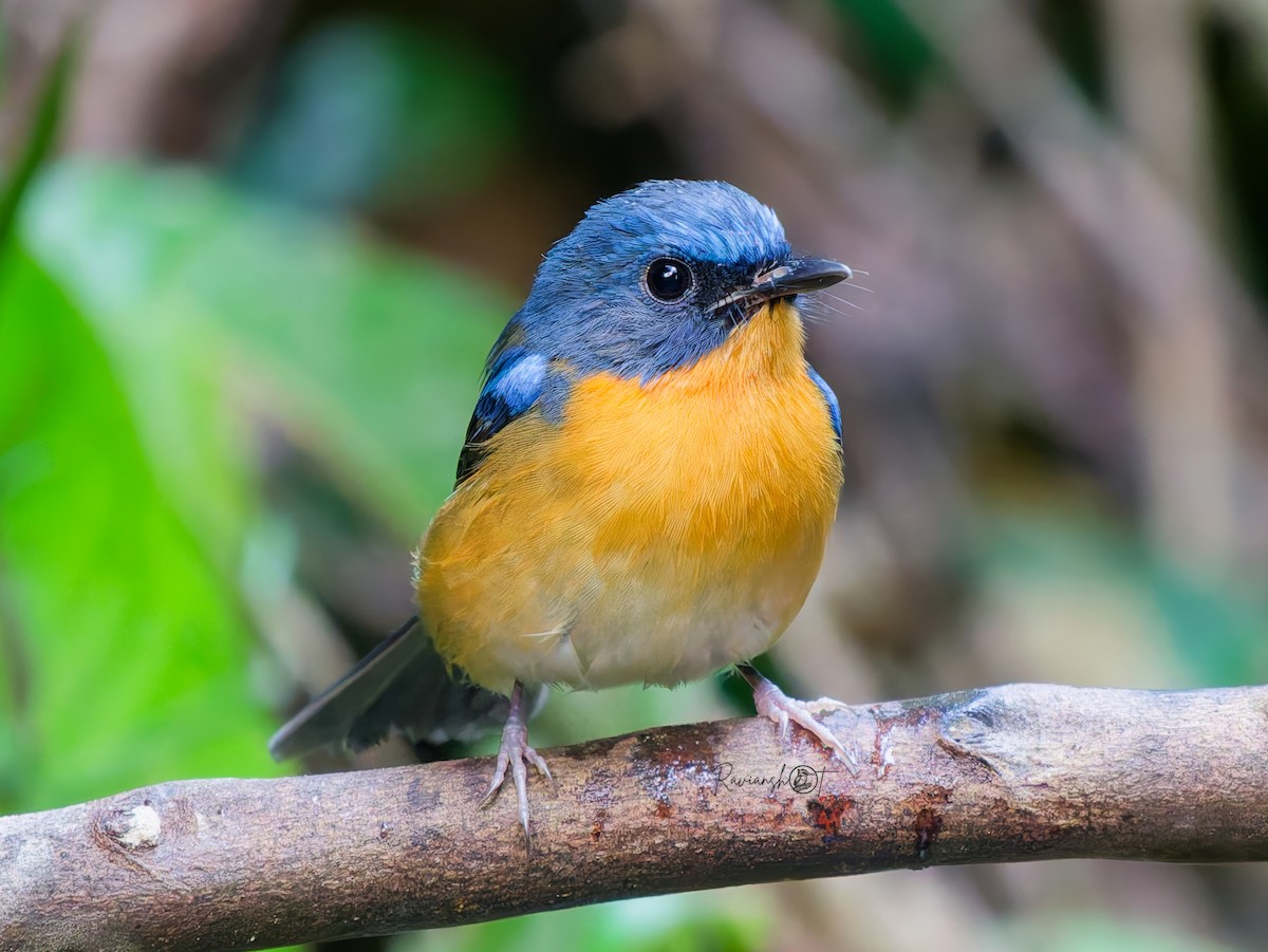 山藍仙鶲 - ML646685284