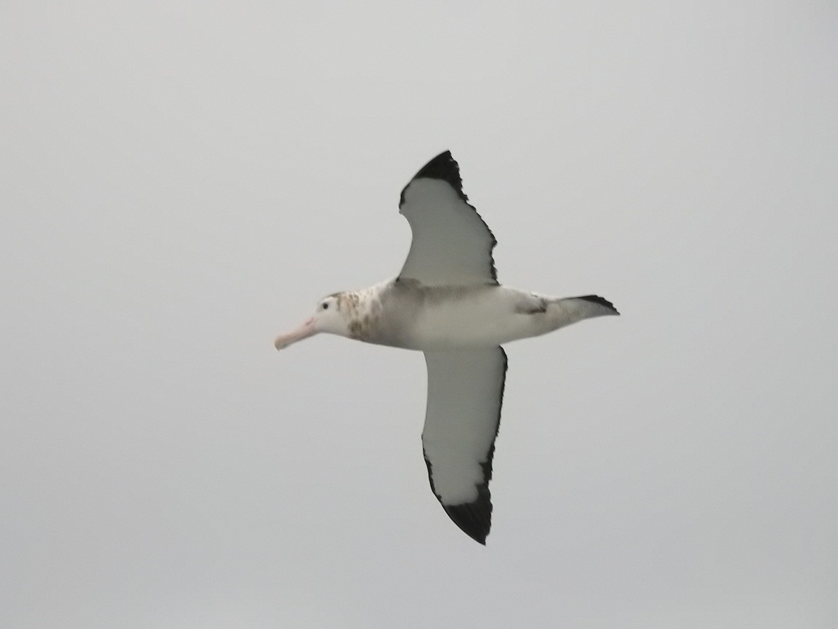 Antipodean Albatross - ML646685285