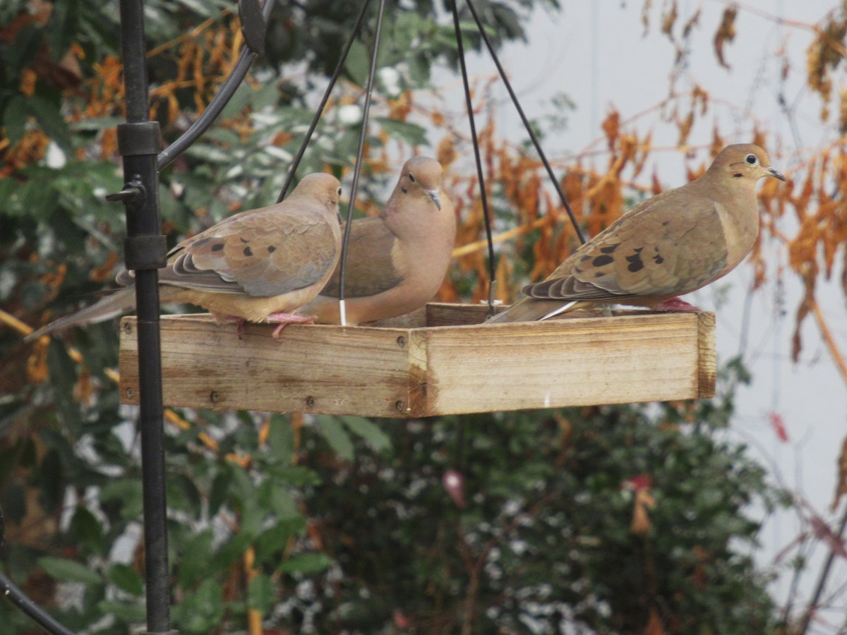 Zenaida Huilota - ML646685286