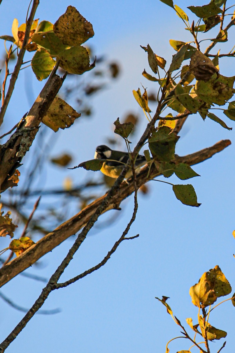 Carbonero Común - ML646685287