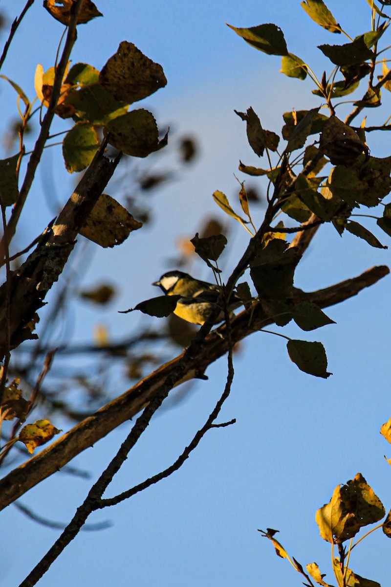 Carbonero Común - ML646685288