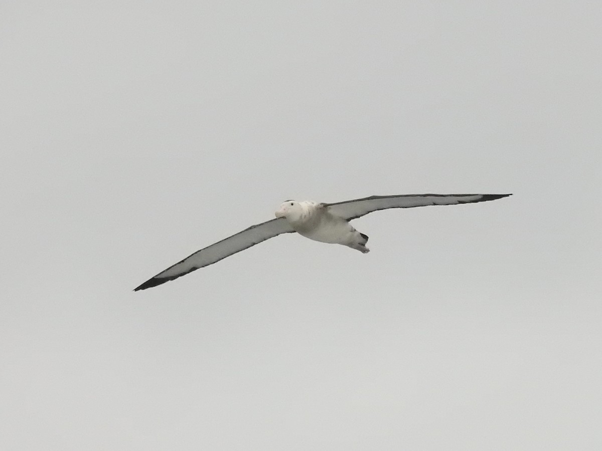 Antipodean Albatross - ML646685289