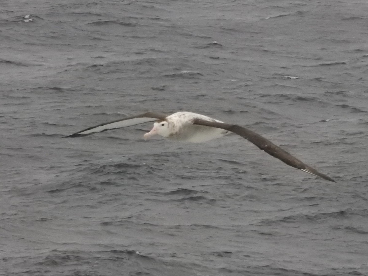 Antipodean Albatross - ML646685290