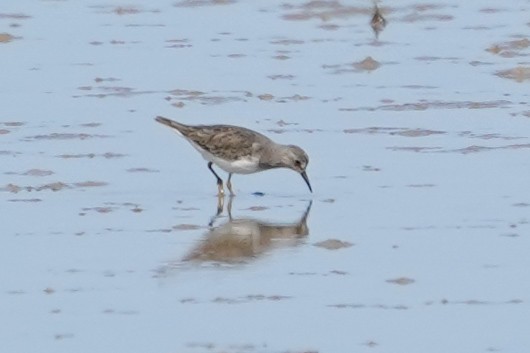 Correlimos de Temminck - ML646685304