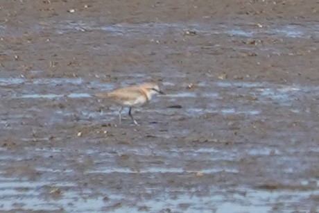 White-fronted Plover - ML646685308