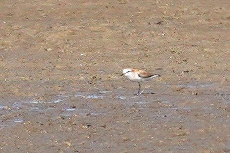 White-fronted Plover - ML646685309