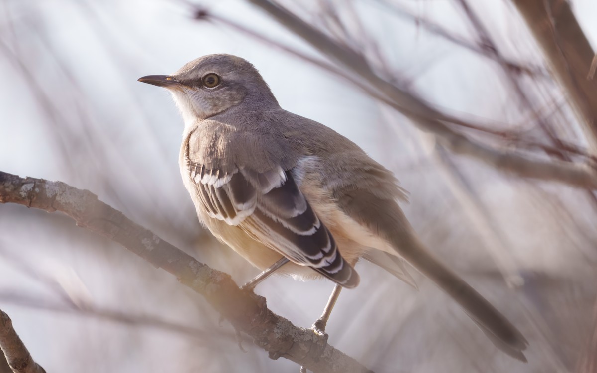 Northern Mockingbird - ML646685310