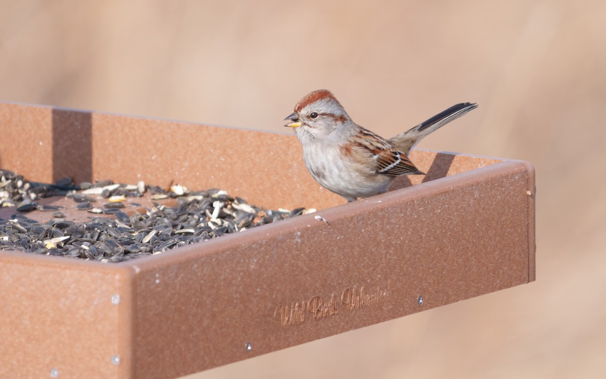 American Tree Sparrow - ML646685312