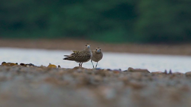 Сивка бурокрила - ML646685314