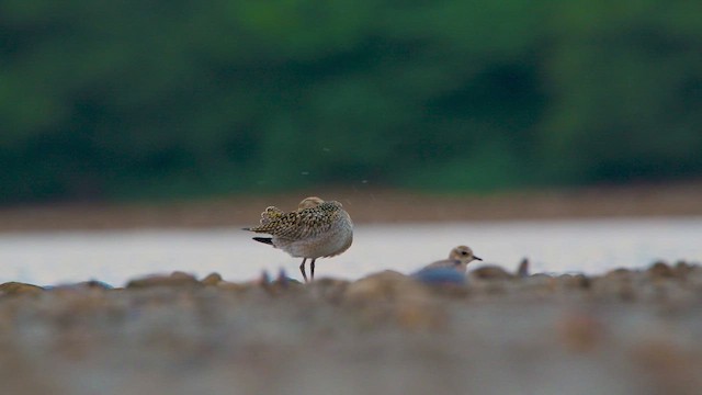 Сивка бурокрила - ML646685315