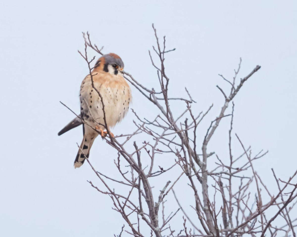 American Kestrel - ML646685316