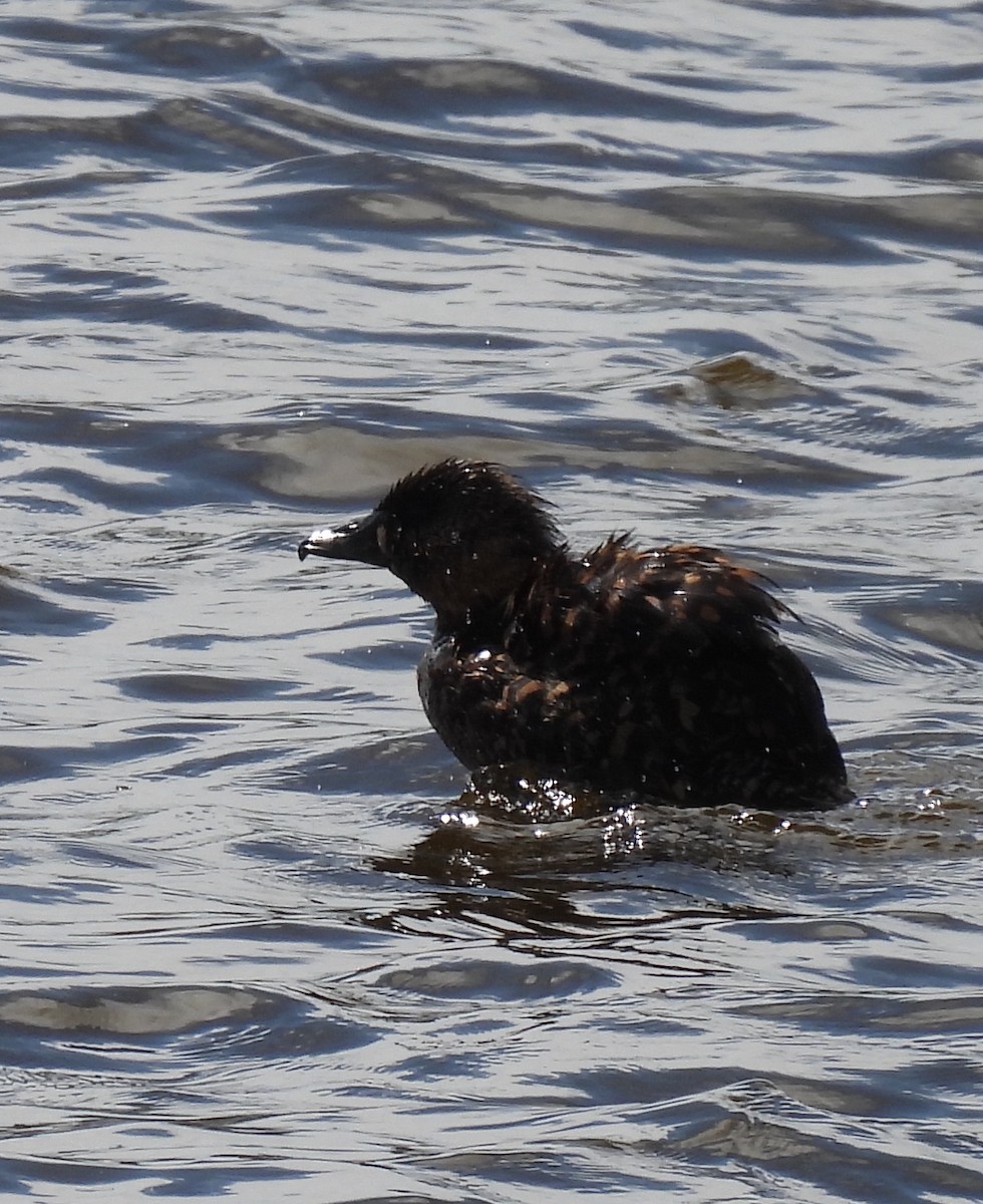 Pato Dorsiblanco - ML646685317