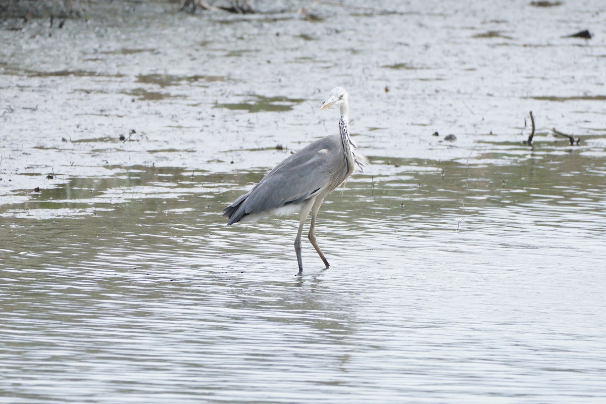 Gray Heron - ML646685318