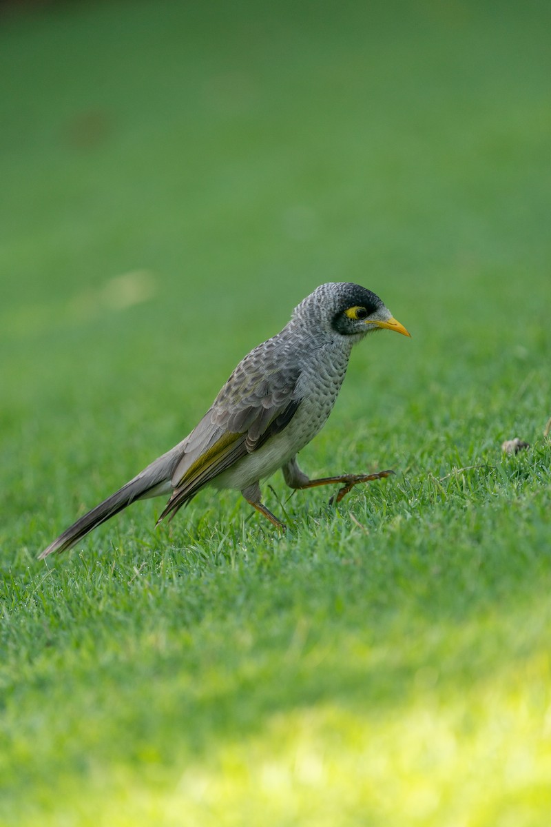 Noisy Miner - ML646685319