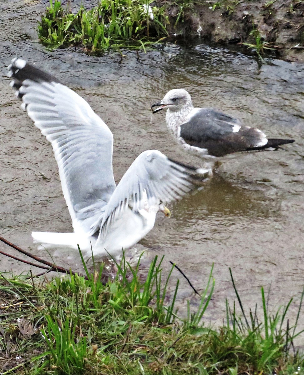 European Herring Gull - ML646685320